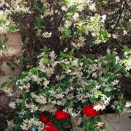 Duplex 3 With Garden And Garage Near To Apartment